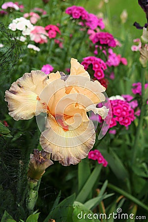 `Belgian Princess` bearded iris reigns over spring flower garden Stock Photo