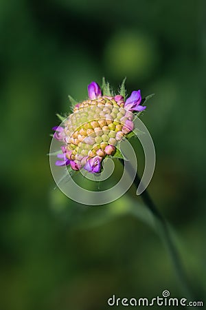 Pastel scabious flower in pink and yellow with blurry background Stock Photo