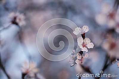 Pastel tones pink Spring blossom macro Stock Photo