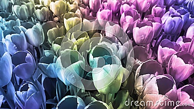 Pastel tulips background. Stock Photo