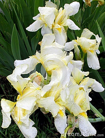 Pastel yellow irises Stock Photo