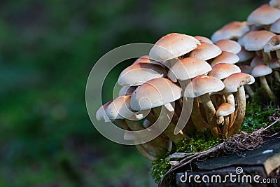 Pastel yellow and orange colored sulfur tufts forest mushrooms colony growing on a tree stump Stock Photo