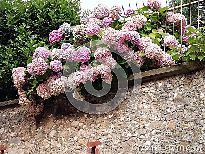 Pastels hydrangea with soft pink colours Stock Photo