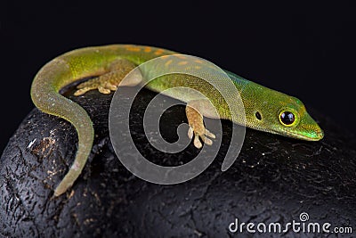 Pasteur`s day gecko Phelsuma pasteuri Stock Photo