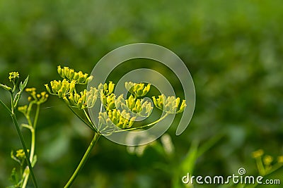 Pastinaca sativa subsp. urens, Pastinaca umbrosa, Apiaceae. Wild plant shot in summer Stock Photo