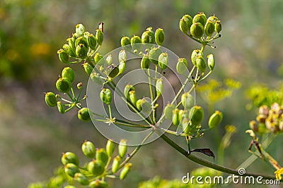 Pastinaca sativa subsp. urens, Pastinaca umbrosa, Apiaceae. Wild plant shot in summer Stock Photo
