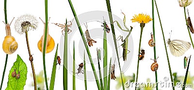 Pastoral composition of flowers and insects in front of white background Stock Photo