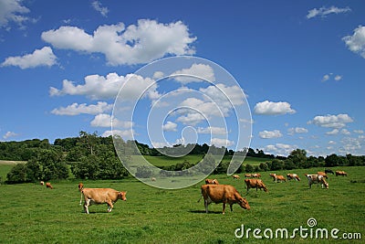 Pastoral Landscape Stock Photo