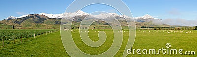 Pastoral scene in New Zealand`s South Island Stock Photo