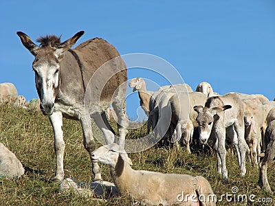 Pastors donkey in great flock with thousands of sheep Stock Photo