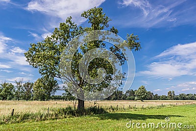 Tree on a summer meadow in Mazowsze, Poland Stock Photo