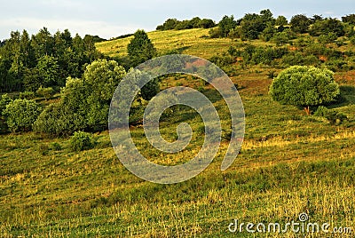 Pasture Stock Photo