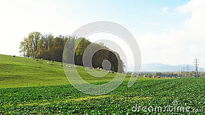 Pasture and field Stock Photo