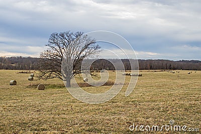 Pasture with hay bails and an isolated tree. Stock Photo