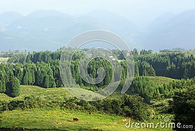 Pasture land with forest Stock Photo