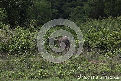 Pasture rised Asian water buffalo. Stock Photo