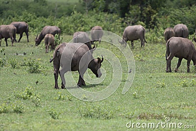 Pasture rised Asian water buffalo. Stock Photo