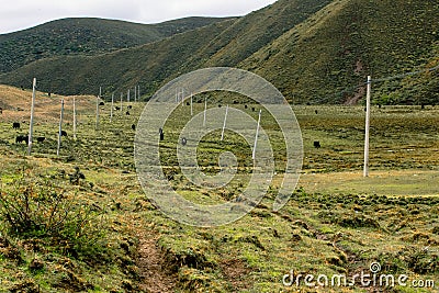 Pasture at Ruoergai Grassland, Gansu, China Stock Photo