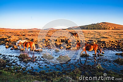 The pasture under the radiance of the setting sun Stock Photo