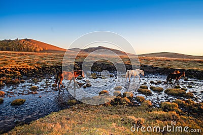 The pasture under the radiance of the setting sun Stock Photo