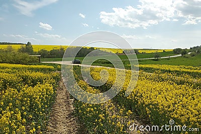 Pasture view of a road and rapeseed fields Stock Photo
