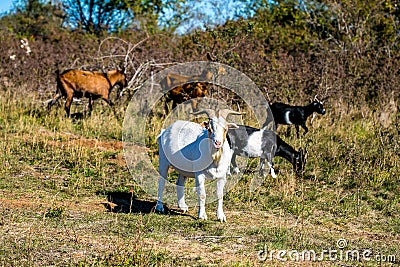 Pasture with white billy goat, brown and black goats Stock Photo