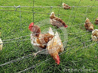 Pastured poultry, grazing hens , backyard Stock Photo