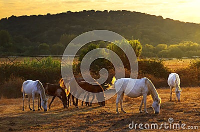 Pasturing horses Stock Photo