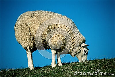 Pasturing white sheep Stock Photo