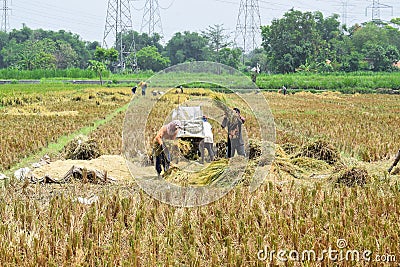 A group of farmers is working on threshing rice using a machine in the morning Editorial Stock Photo