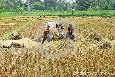 A group of farmers is working on threshing rice using a machine in the morning Editorial Stock Photo