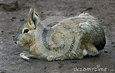 Patagonian cavy 11 Stock Photo