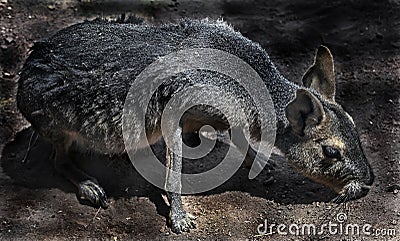 Patagonian cavy on the ground 1 Stock Photo