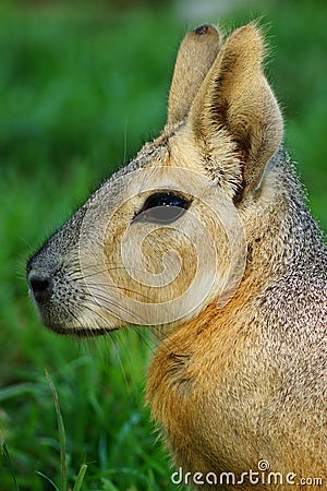 Patagonian Cavy Mara Stock Photo