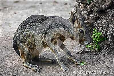 Patagonian cavy 8 Stock Photo