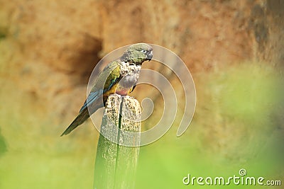 Patagonian conure Stock Photo