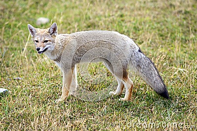 Patagonian fox Stock Photo