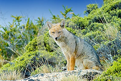 Patagonian Fox (Dusicyon culpaeus) Stock Photo