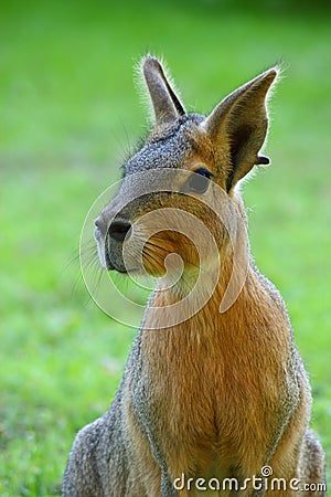 Patagonian hare Stock Photo
