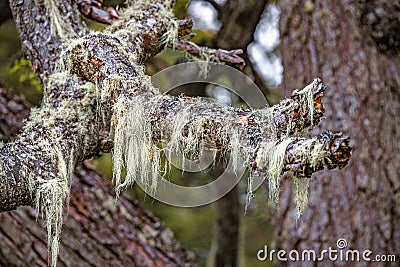 Patagonian lichen Usnea, Old Man Beard, hanging from the branches of the Nothofagus trees in magical austral forest in Tierra del Stock Photo