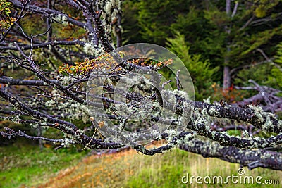 Patagonian lichen Usnea, Old Man Beard, hanging from the branches of the Nothofagus trees in magical austral forest in Tierra del Stock Photo