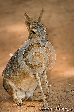 Patagonian Mara Stock Photo