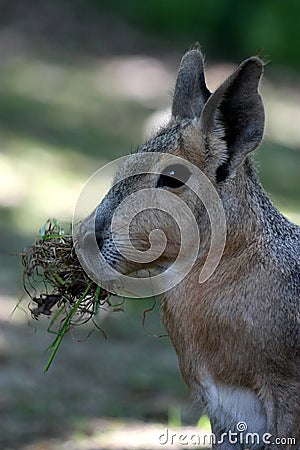 Patagonian Mara Stock Photo