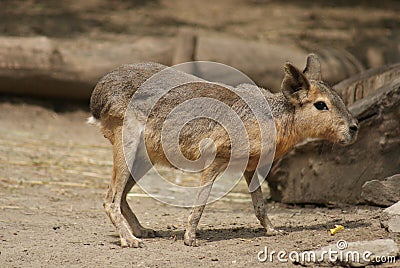 Patagonian Mara - Dolichotis patagonum Stock Photo