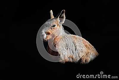 Patagonian mara, Dolichotis patagonum, in the dark habitat. Cute mammal from Argentina. Wildlife scene from the nature. Portrait Stock Photo