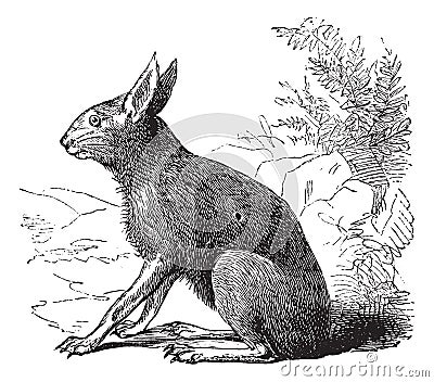 Patagonian Mara or Dolichotis patagonum, rodent, vintage engraving Vector Illustration