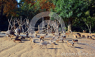 The Patagonian mara is a relatively large rodent Stock Photo