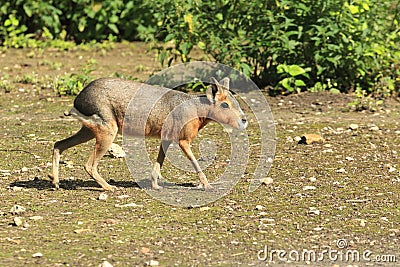 Patagonian mara Stock Photo