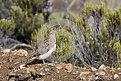 Patagonische Kwartelsnip, Least Seedsnipe, Thinocorus rumicivorus Stock Photo