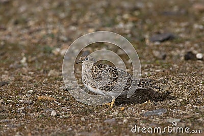 Patagonische Kwartelsnip, Least Seedsnipe, Thinocorus rumicivorus Stock Photo